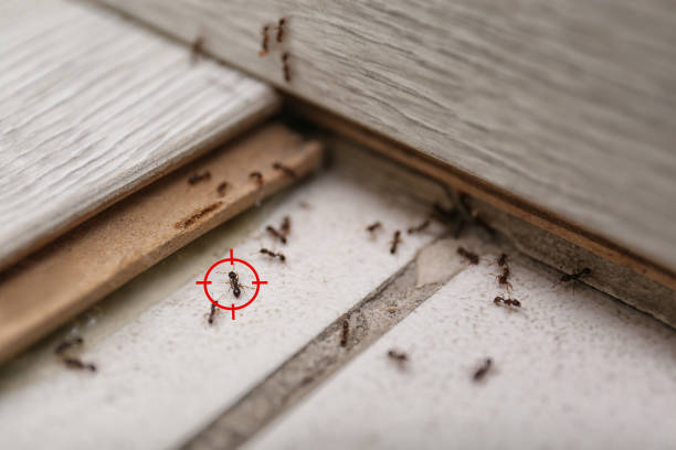 Best Affordable Pest Control Services  in Bladensburg, MD