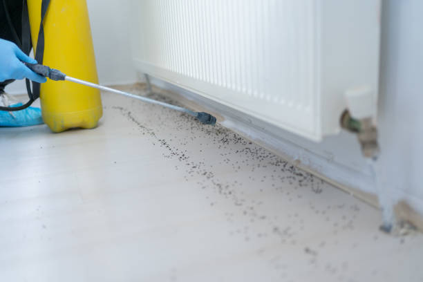 Pest Prevention Services in Bladensburg, MD